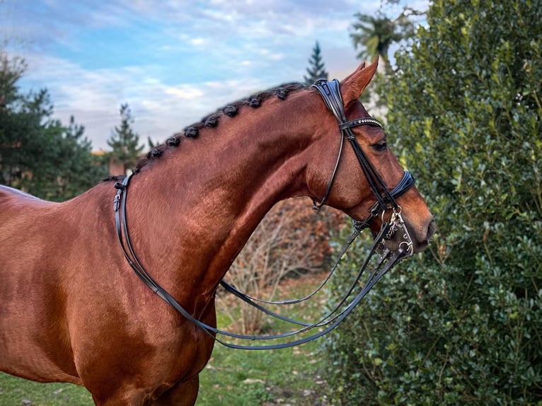 Koń hanowerski Wałach 10 lat 170 cm Ciemnokasztanowata in Hagen im Bremischen