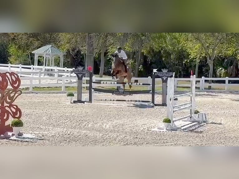 Koń hanowerski Wałach 10 lat 170 cm Gniada in Fort Lauderdale, fl