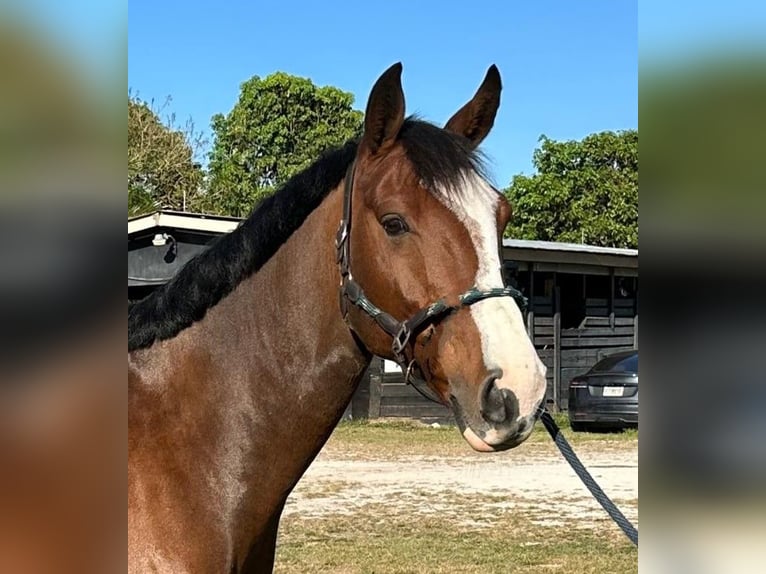 Koń hanowerski Wałach 10 lat 170 cm Gniada in Fort Lauderdale, fl