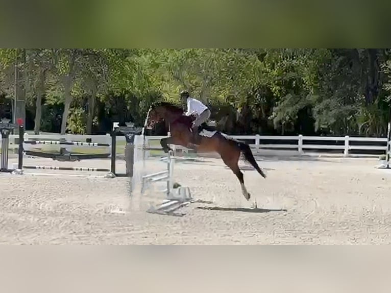 Koń hanowerski Wałach 10 lat 170 cm Gniada in Fort Lauderdale, fl