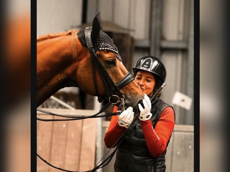 Koń hanowerski Wałach 10 lat 170 cm Kasztanowata in Hamminkeln