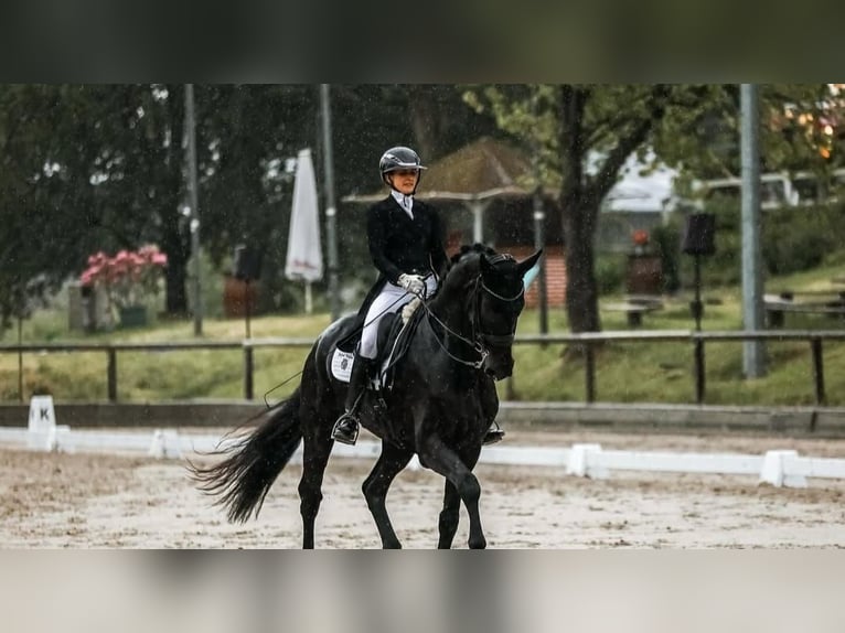 Koń hanowerski Wałach 10 lat 171 cm Kara in Lausanne