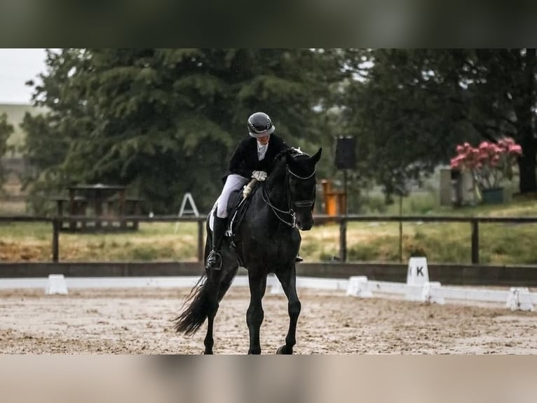 Koń hanowerski Wałach 10 lat 171 cm Kara in Lausanne