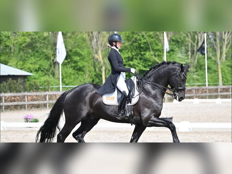 Koń hanowerski Wałach 10 lat 171 cm Kara in Solothurn