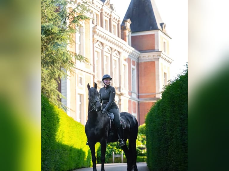 Koń hanowerski Wałach 10 lat 171 cm Kara in Wiesbaden Koń hanowerski Wałach 10 lat 171 cm Kara in Wiesbaden
