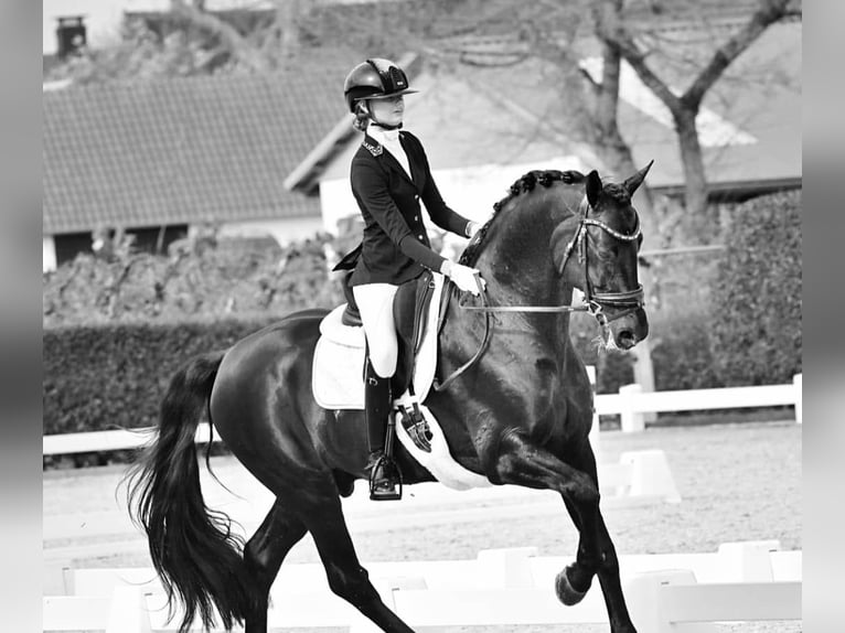 Koń hanowerski Wałach 10 lat 171 cm Kara in Düsseldorf