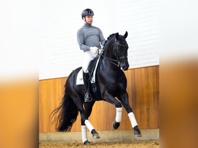 Koń hanowerski Wałach 10 lat 171 cm Kara in D&#xFC;sseldorf