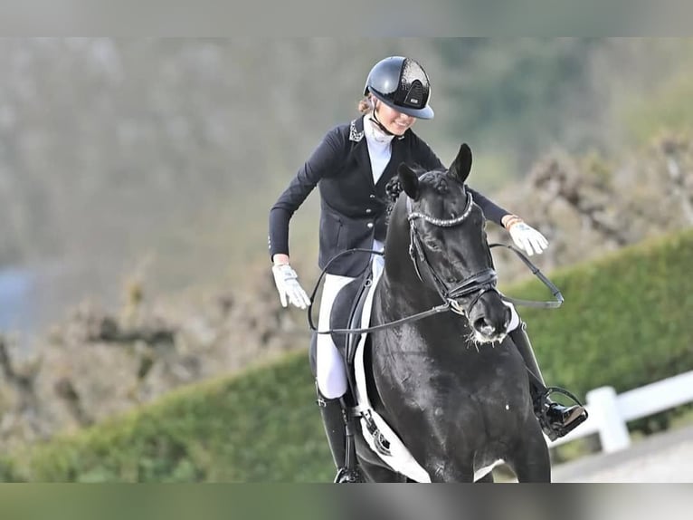 Koń hanowerski Wałach 10 lat 171 cm Kara in Düsseldorf