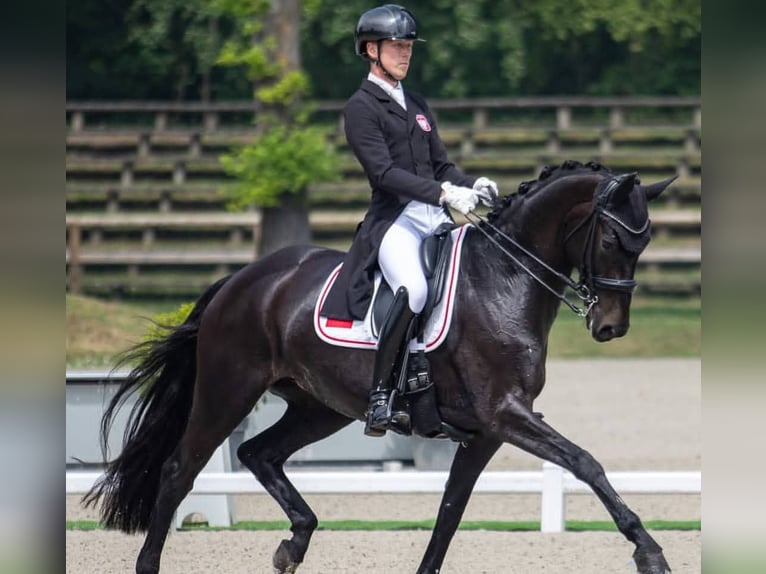 Koń hanowerski Wałach 10 lat 171 cm Kara in D&#xFC;sseldorf