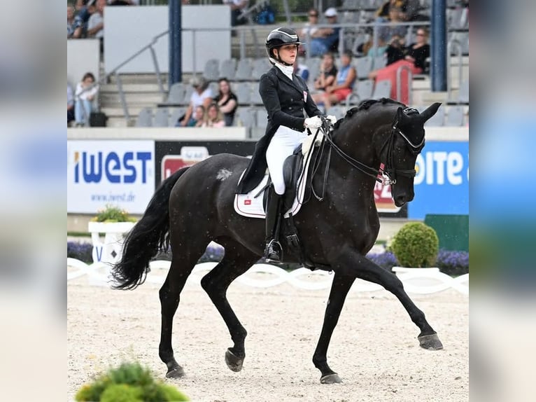 Koń hanowerski Wałach 10 lat 172 cm Kara in Oss