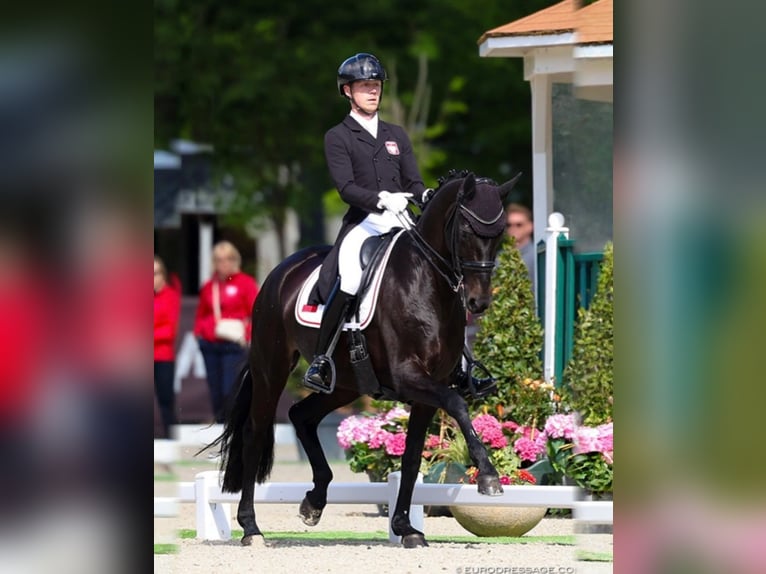 Koń hanowerski Wałach 10 lat 172 cm Kara in Birkenwerder