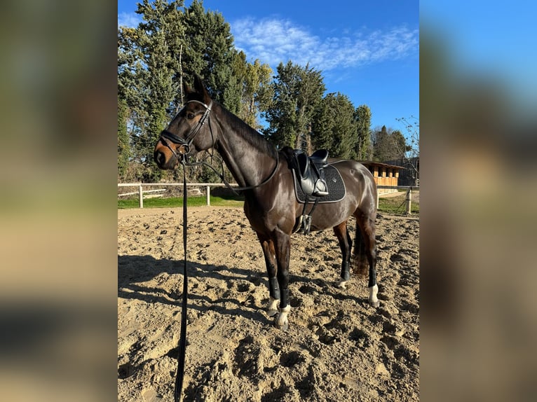 Koń hanowerski Wałach 10 lat 173 cm Ciemnogniada in Aix en provence