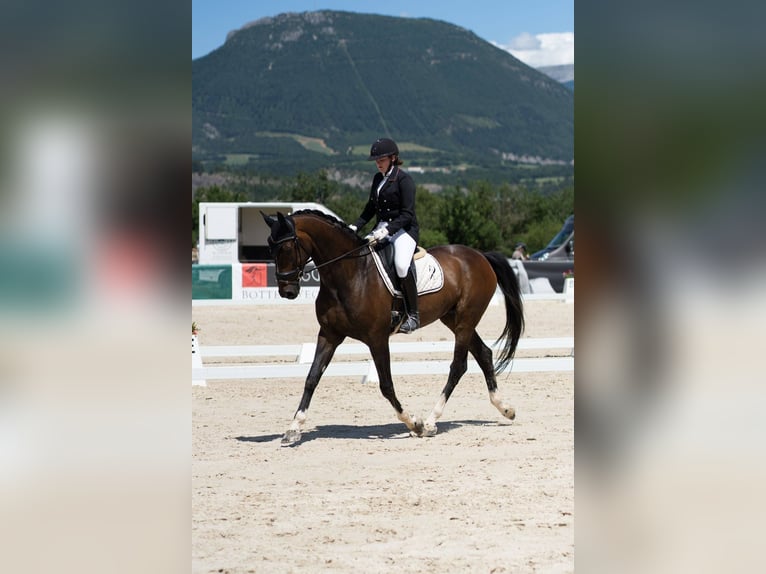 Koń hanowerski Wałach 10 lat 173 cm Ciemnogniada in Aix en provence