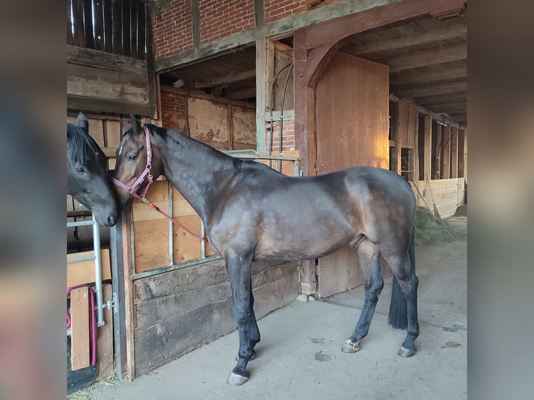 Koń hanowerski Wałach 10 lat 173 cm Ciemnogniada in Bleckede