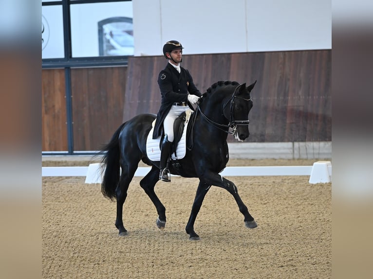 Koń hanowerski Wałach 10 lat 173 cm Kara in Rotterdam
