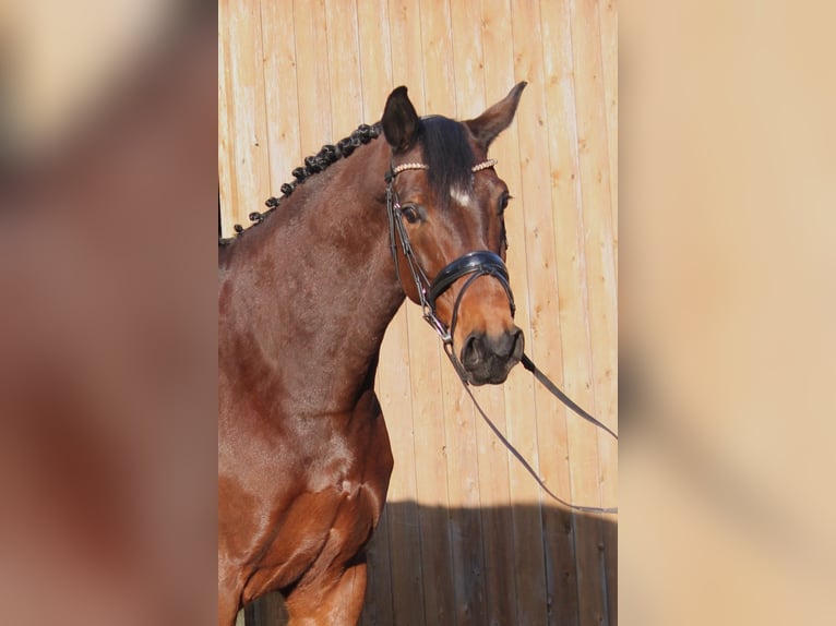 Koń hanowerski Wałach 10 lat 174 cm Gniada in Groß Ippener