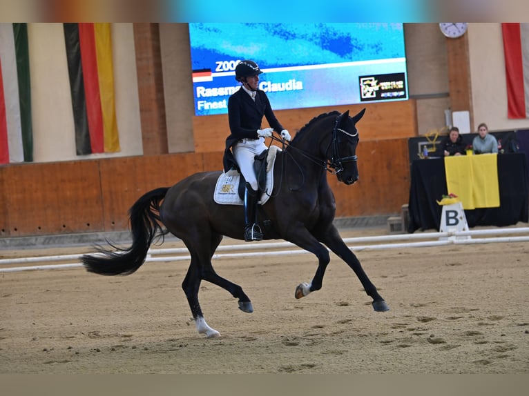 Koń hanowerski Wałach 10 lat 175 cm Kara in Freiensteinau