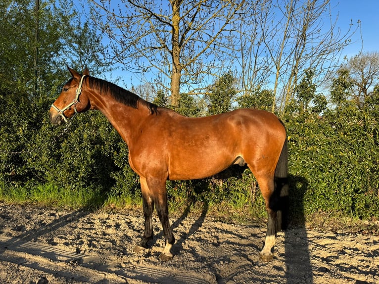 Koń hanowerski Wałach 10 lat 178 cm Gniada in Seevetal