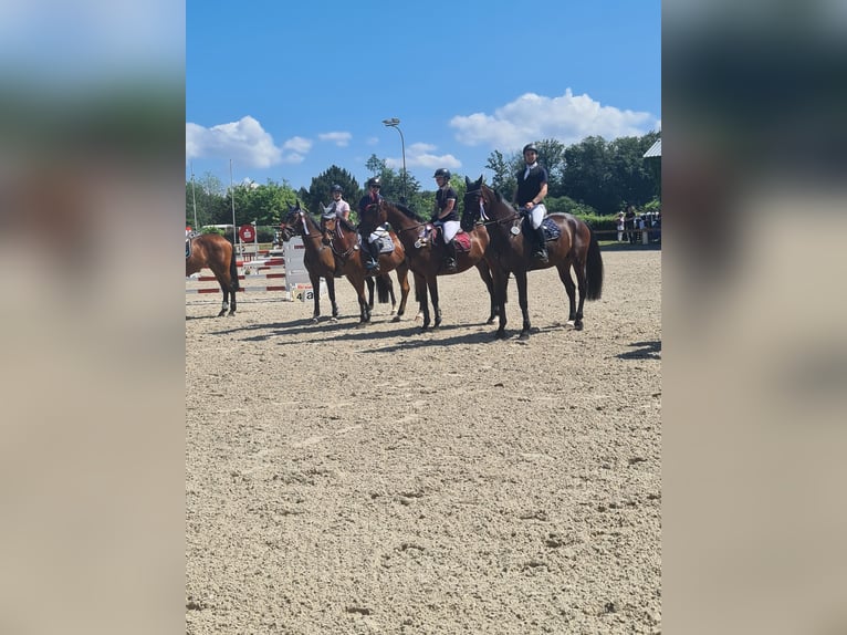 Koń hanowerski Wałach 10 lat 180 cm Gniada in L&#xF6;rrach