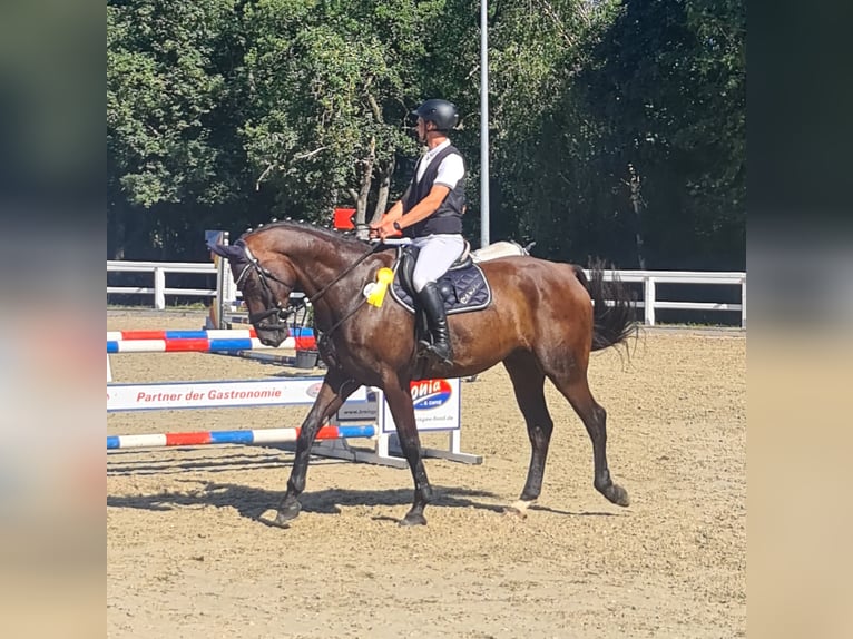 Koń hanowerski Wałach 10 lat 180 cm Gniada in L&#xF6;rrach