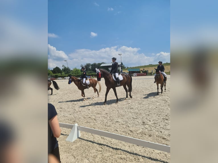 Koń hanowerski Wałach 10 lat 180 cm Gniada in L&#xF6;rrach