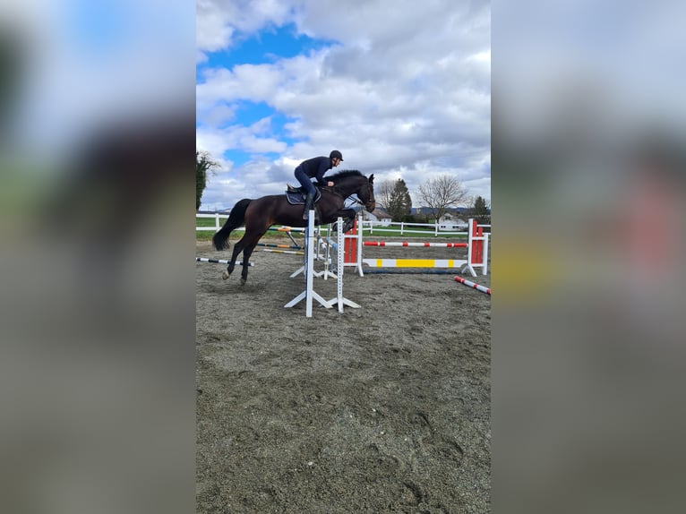 Koń hanowerski Wałach 10 lat 180 cm Gniada in L&#xF6;rrach