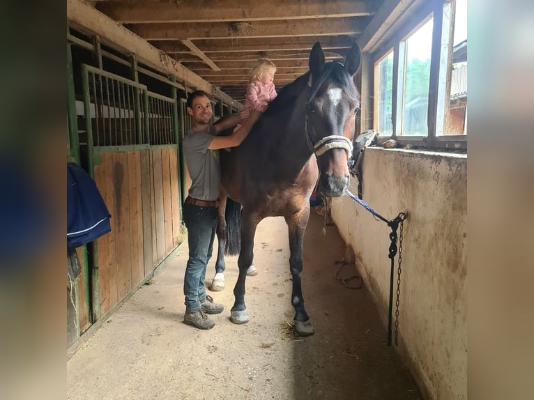 Koń hanowerski Wałach 10 lat 180 cm Gniada in L&#xF6;rrach
