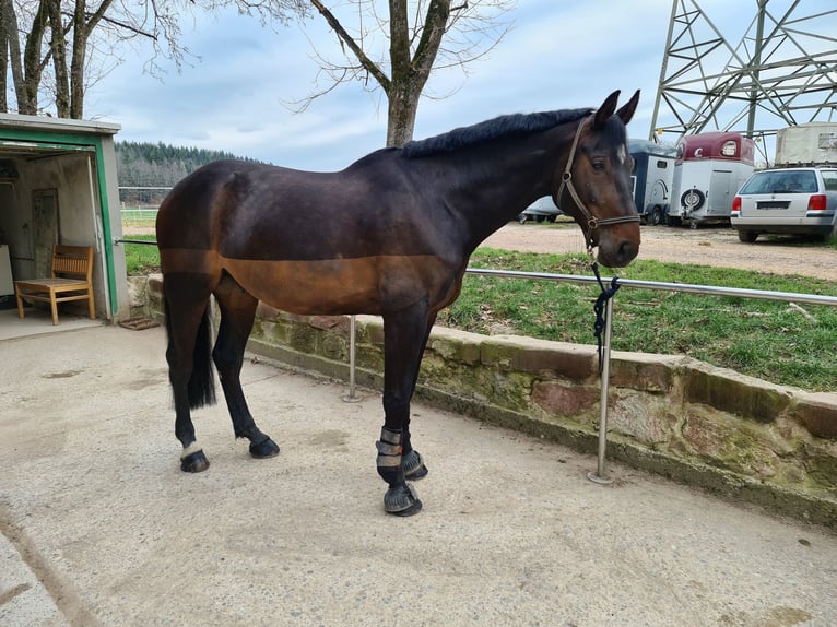 Koń hanowerski Wałach 10 lat 180 cm Gniada in L&#xF6;rrach