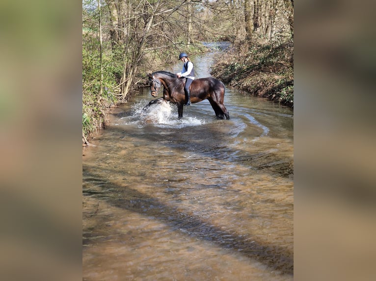 Koń hanowerski Wałach 10 lat 180 cm Gniada in L&#xF6;rrach