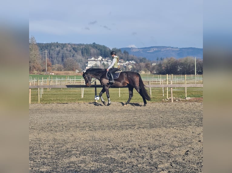 Koń hanowerski Wałach 10 lat 180 cm Gniada in L&#xF6;rrach