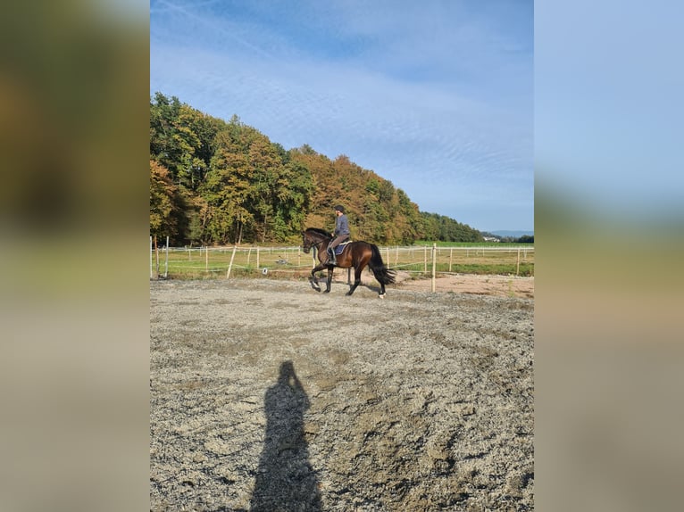 Koń hanowerski Wałach 10 lat 180 cm Gniada in L&#xF6;rrach