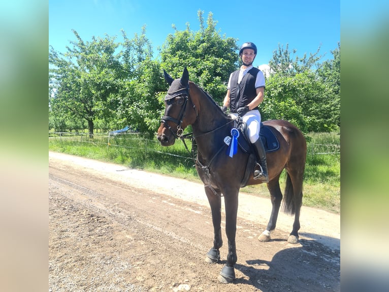 Koń hanowerski Wałach 10 lat 180 cm Gniada in L&#xF6;rrach
