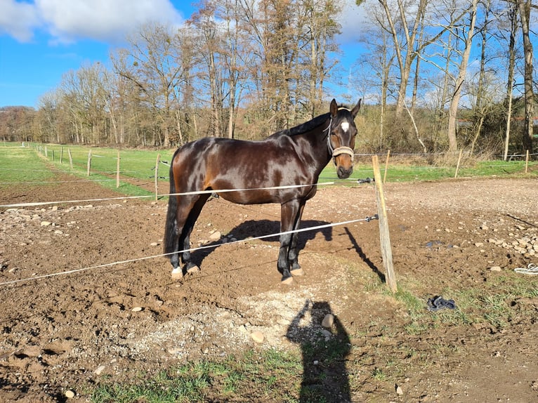 Koń hanowerski Wałach 10 lat 180 cm Gniada in L&#xF6;rrach