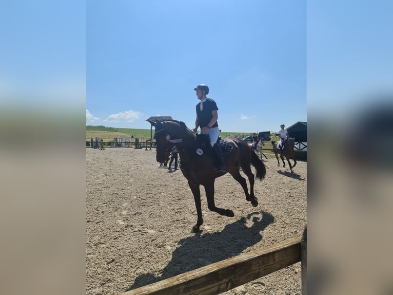 Koń hanowerski Wałach 10 lat 180 cm Gniada in L&#xF6;rrach