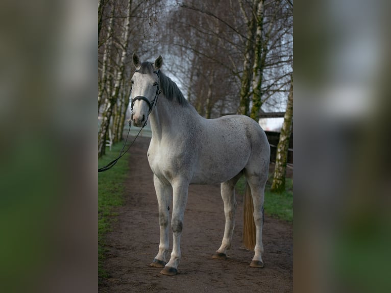 Koń hanowerski Wałach 10 lat 184 cm  in Ladenburg