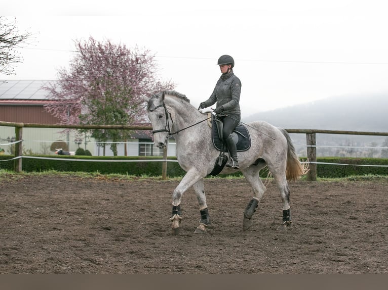 Koń hanowerski Wałach 10 lat 184 cm  in Ladenburg