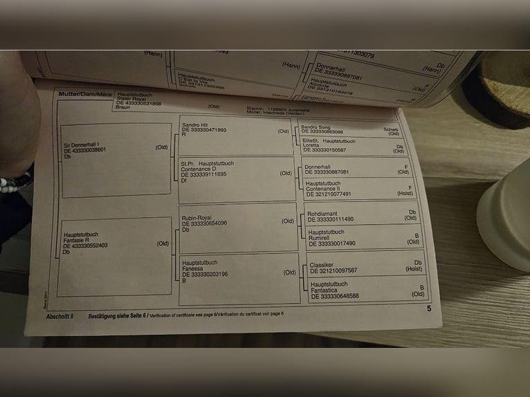 Koń hanowerski Wałach 10 lat Gniada in Achern