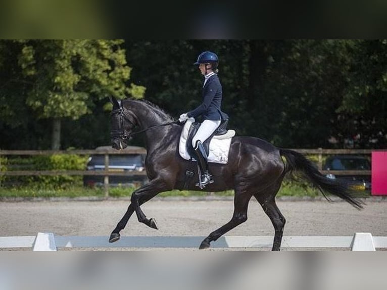 Koń hanowerski Wałach 10 lat Kara in Hoorn