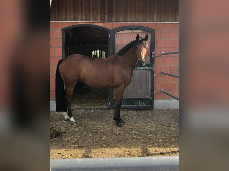 Koń hanowerski Wałach 11 lat 166 cm Gniada in München