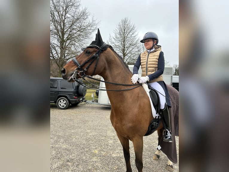 Koń hanowerski Wałach 11 lat 166 cm Gniada in München
