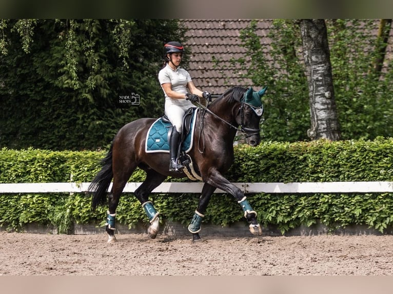 Koń hanowerski Wałach 11 lat 167 cm Kara in Okondo