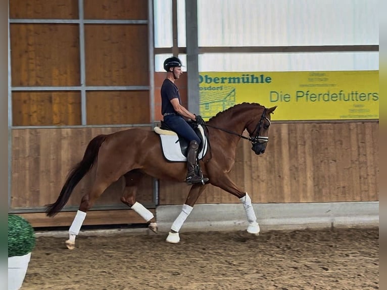 Koń hanowerski Wałach 11 lat 167 cm Kasztanowata in Gleichen