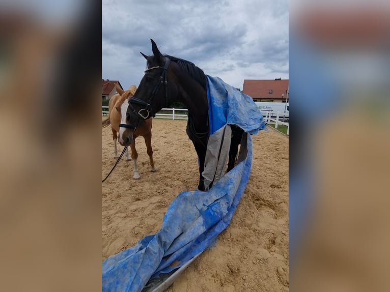 Koń hanowerski Wałach 11 lat 168 cm Ciemnogniada in Gransee