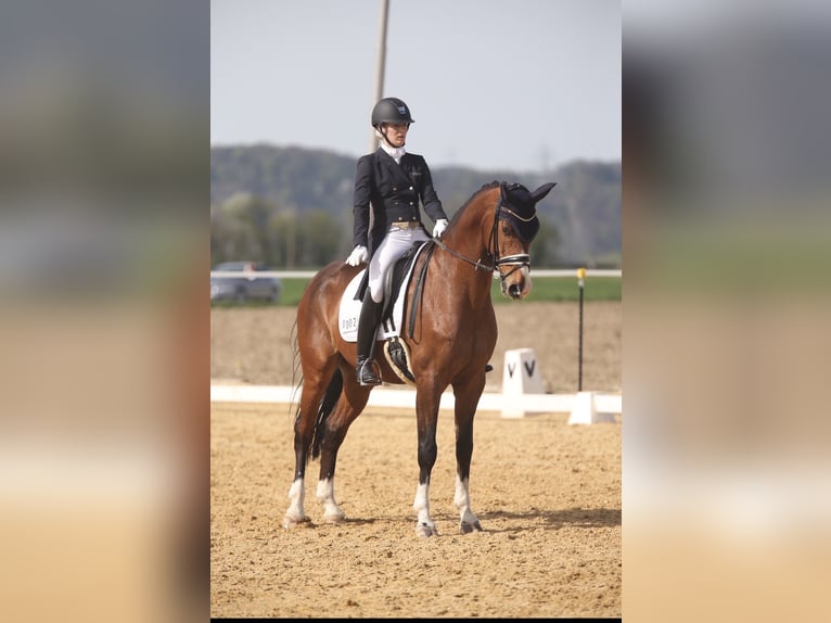 Koń hanowerski Wałach 11 lat 170 cm Gniada in BruckBruck