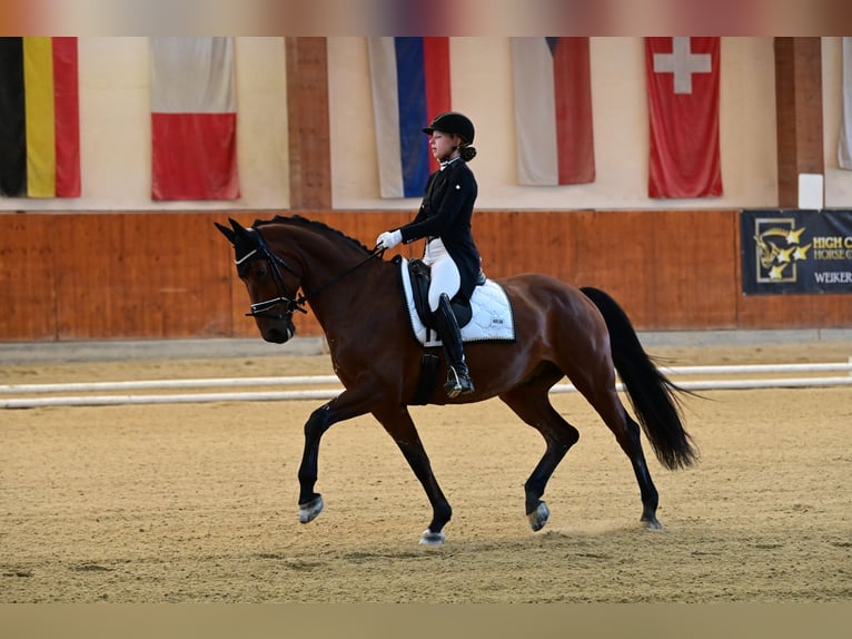 Koń hanowerski Wałach 11 lat 170 cm Gniada in Deutschfeistritz
