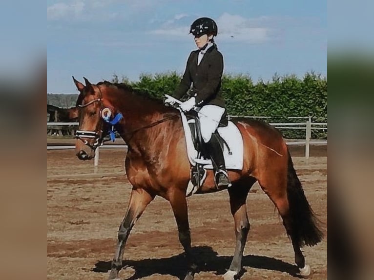 Koń hanowerski Wałach 11 lat 170 cm Gniada in Meißen