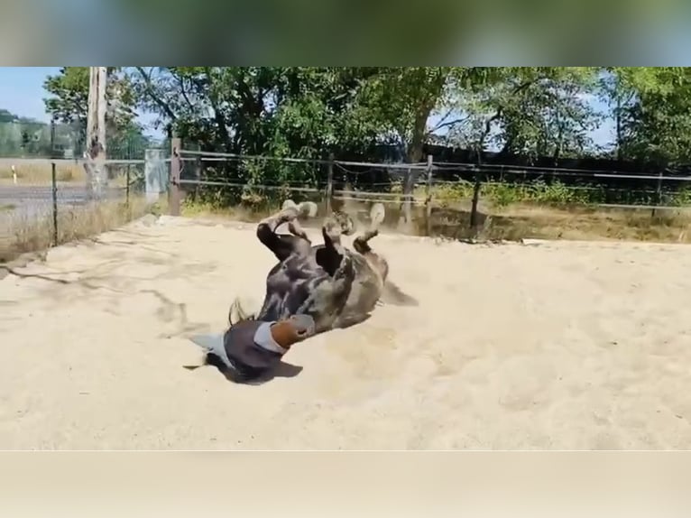 Koń hanowerski Wałach 11 lat 170 cm Kasztanowata in Belgern