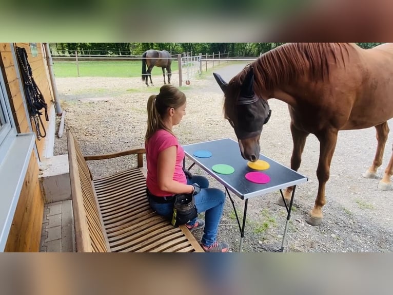 Koń hanowerski Wałach 11 lat 170 cm Kasztanowata in Belgern