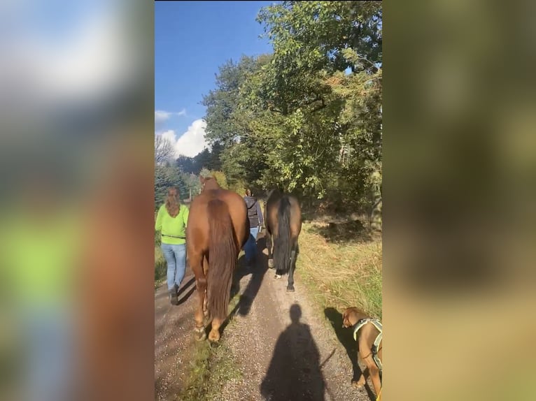 Koń hanowerski Wałach 11 lat 170 cm Kasztanowata in Belgern