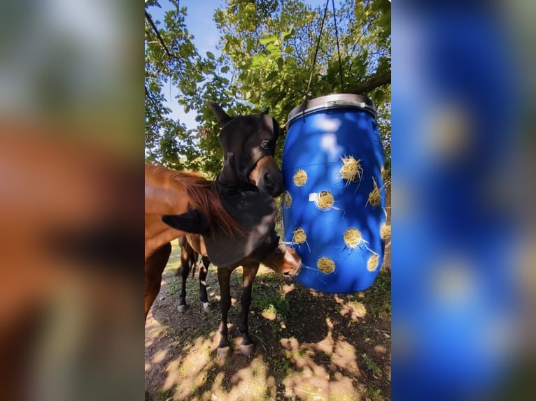 Koń hanowerski Wałach 11 lat 170 cm Kasztanowata in Belgern